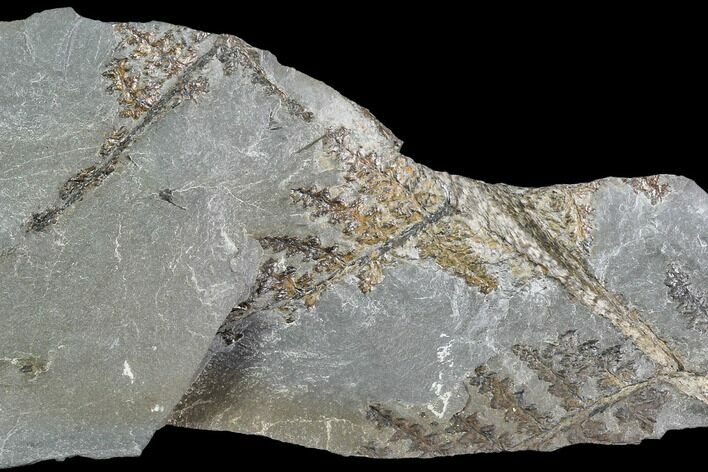 Pennsylvanian Fossil Fern (Lyginopteris) - Alabama #112761